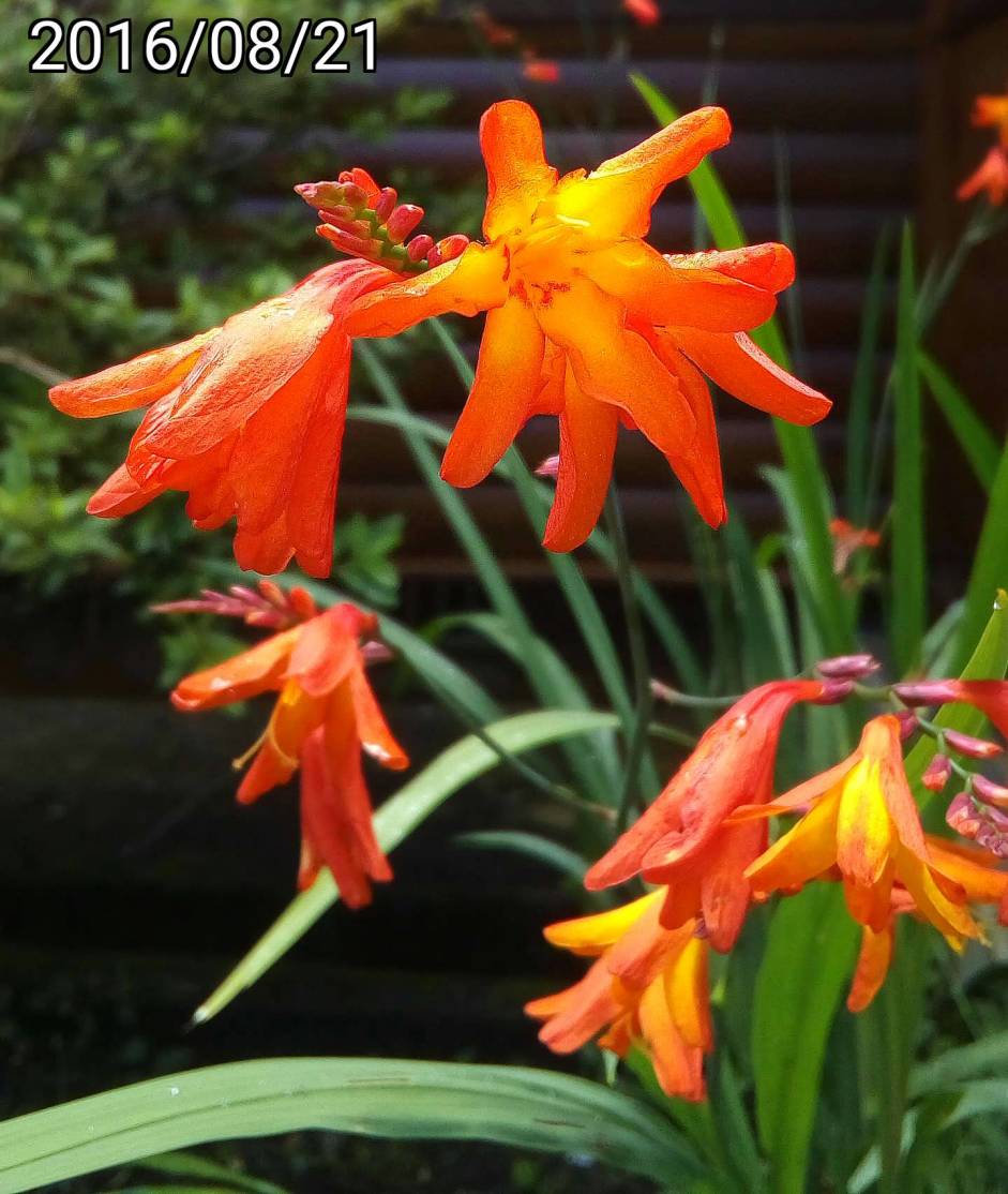 大雪山森林遊樂區 香鳶尾 Crocosmia × crocosmiiflora 